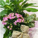 /fileuploads/Produtos/Plantas Naturais/thumb__Um_Jardim_Para_Ti_02.jpg